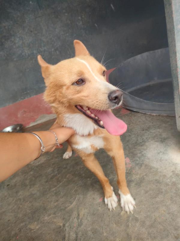🐾 MAMBO – DAL CANILE AL TUO CUORE 🐾 Foto 4
